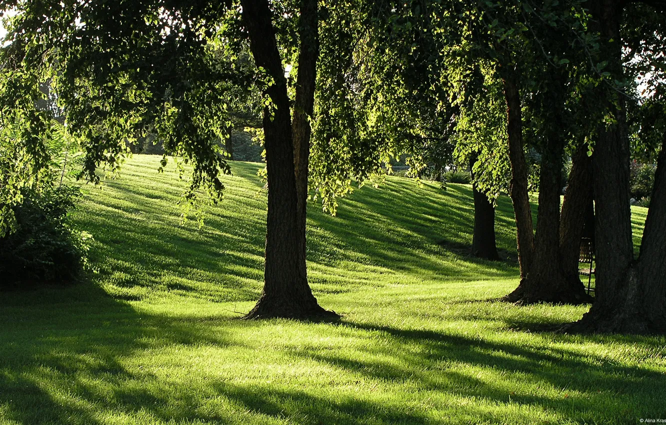 Фото обои трава, солнце, деревья, тени