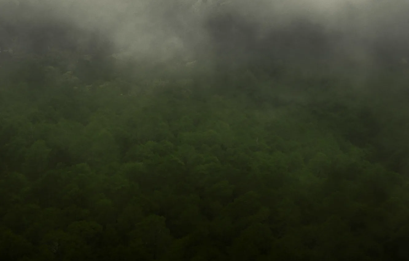 Фото обои green, dark, fantasy, forest, misty, sky, landscape, the