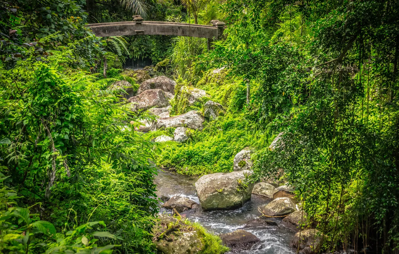 Фото обои лес, мост, ручей, камни, Бали, Индонезия