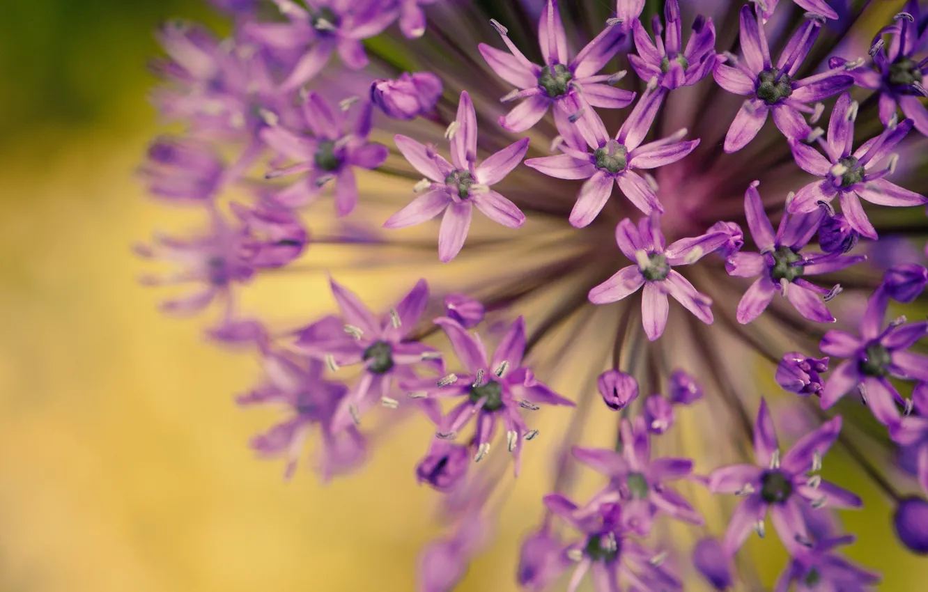 Фото обои фиолетовый, макро, цветы, фон, widescreen, обои, растение, размытие