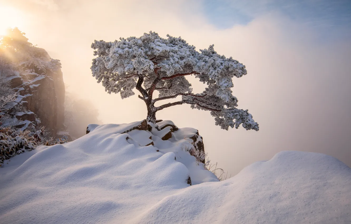 Фото обои зима, лучи, свет, снег, пейзаж, горы, природа, дерево