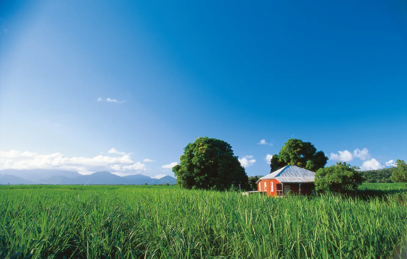 Фото обои поле, небо, домик, Queensland, Sugar Cane Farm