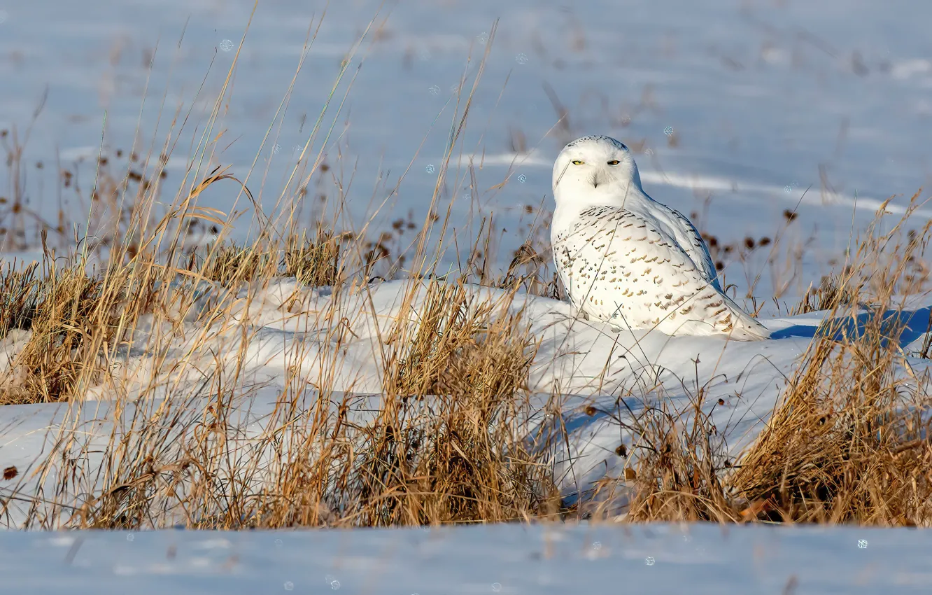 Фото обои зима, поле, снег, сова, птица, сугробы, белая, полярная