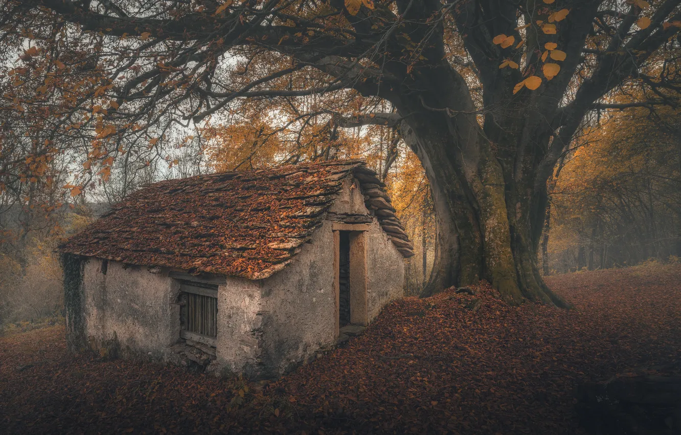 Фото обои осень, пейзаж, природа, дерево, домик