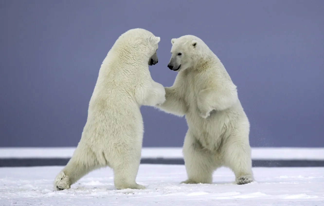 Фото обои животные, снег, природа, хищники, медведи, пара, белые медведи