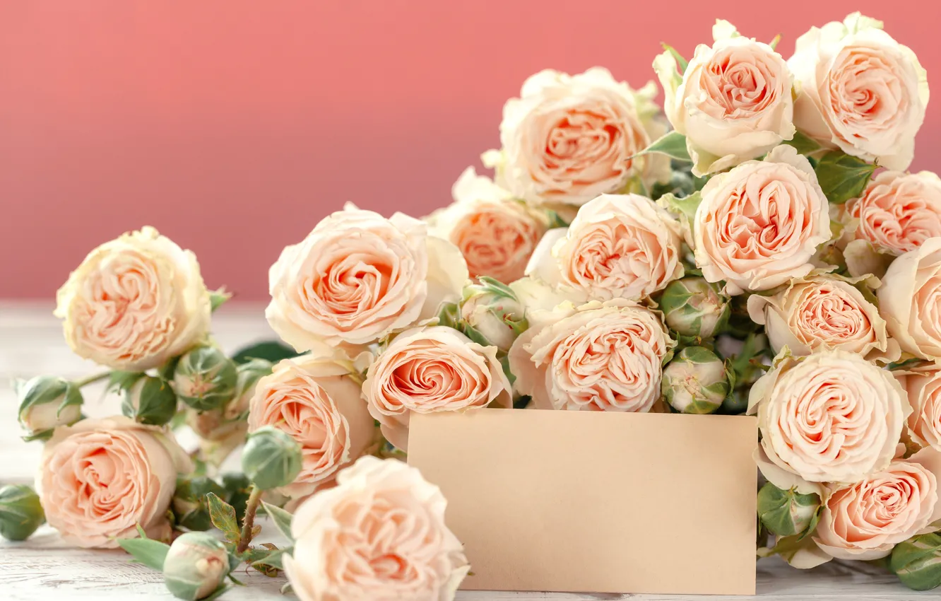 Фото обои цветы, розы, бутоны, красивые