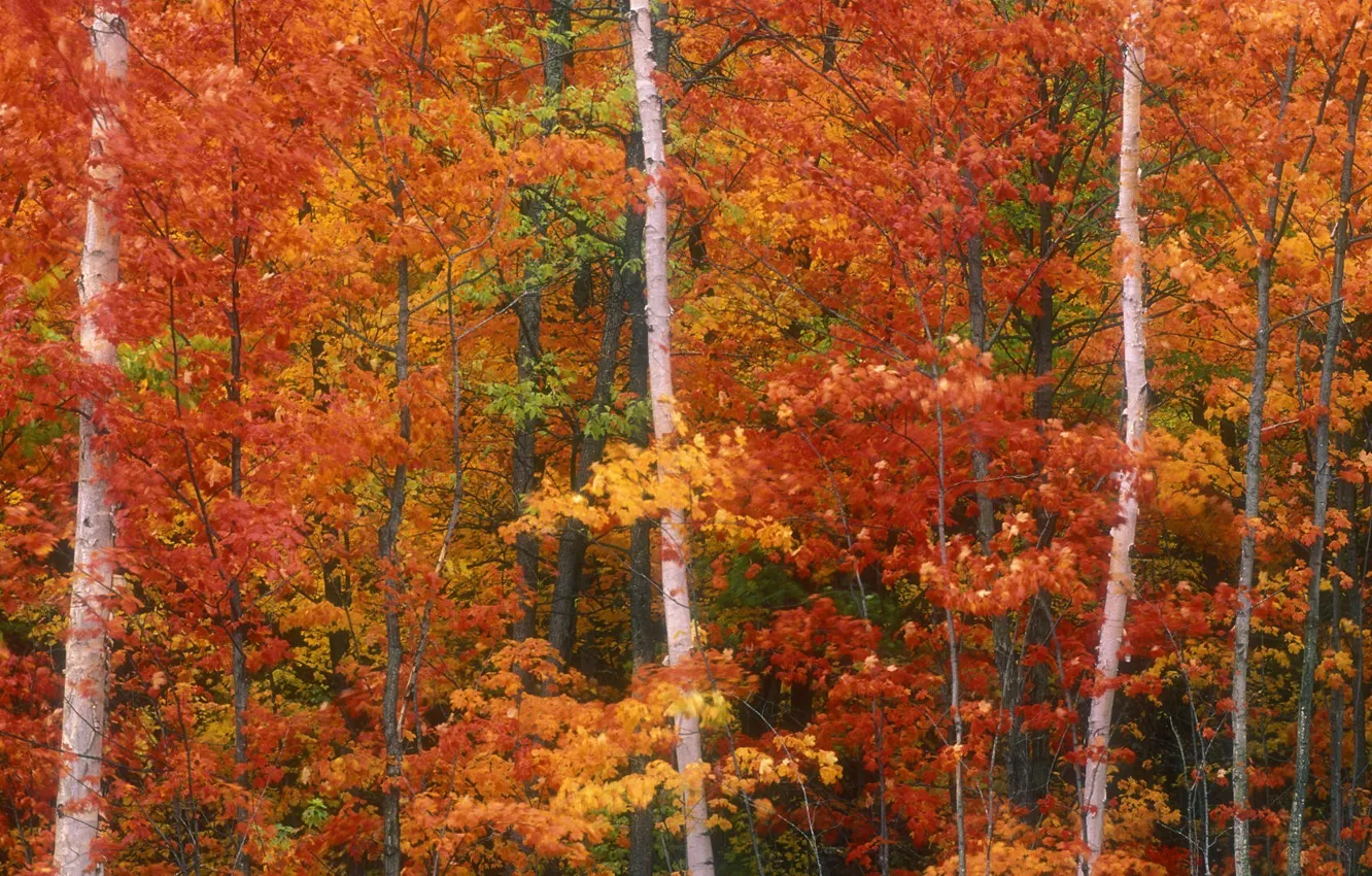 Фото обои trees, autumn, foliage