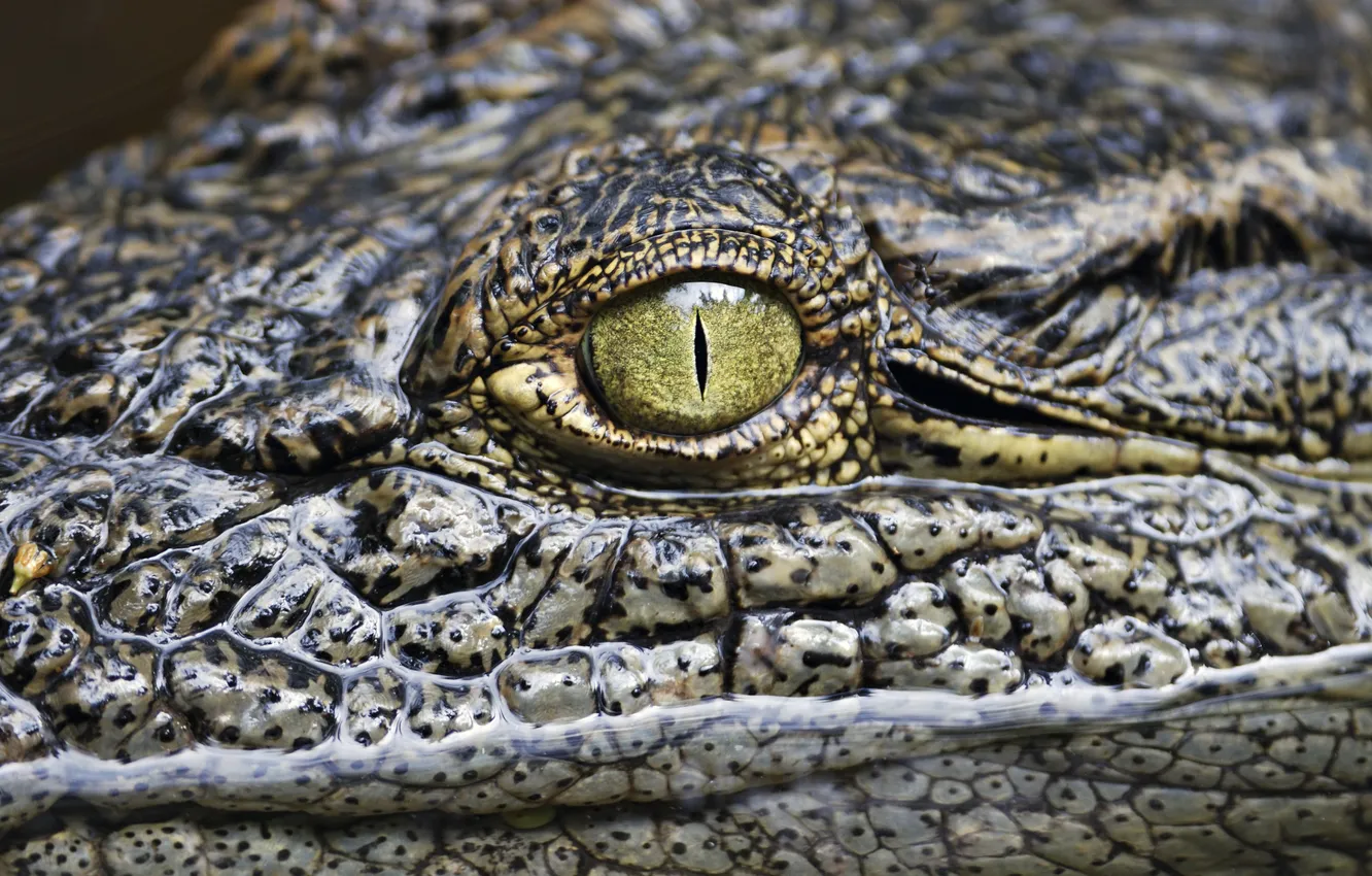Фото обои colors, lizard, reptile, alligator