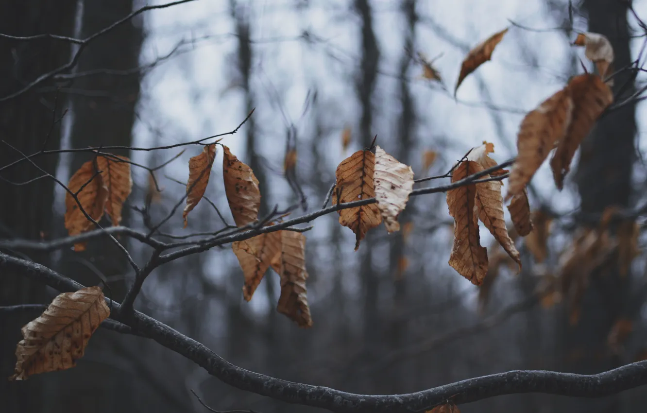 Фото обои осень, листья, ветки, дерево, сухие