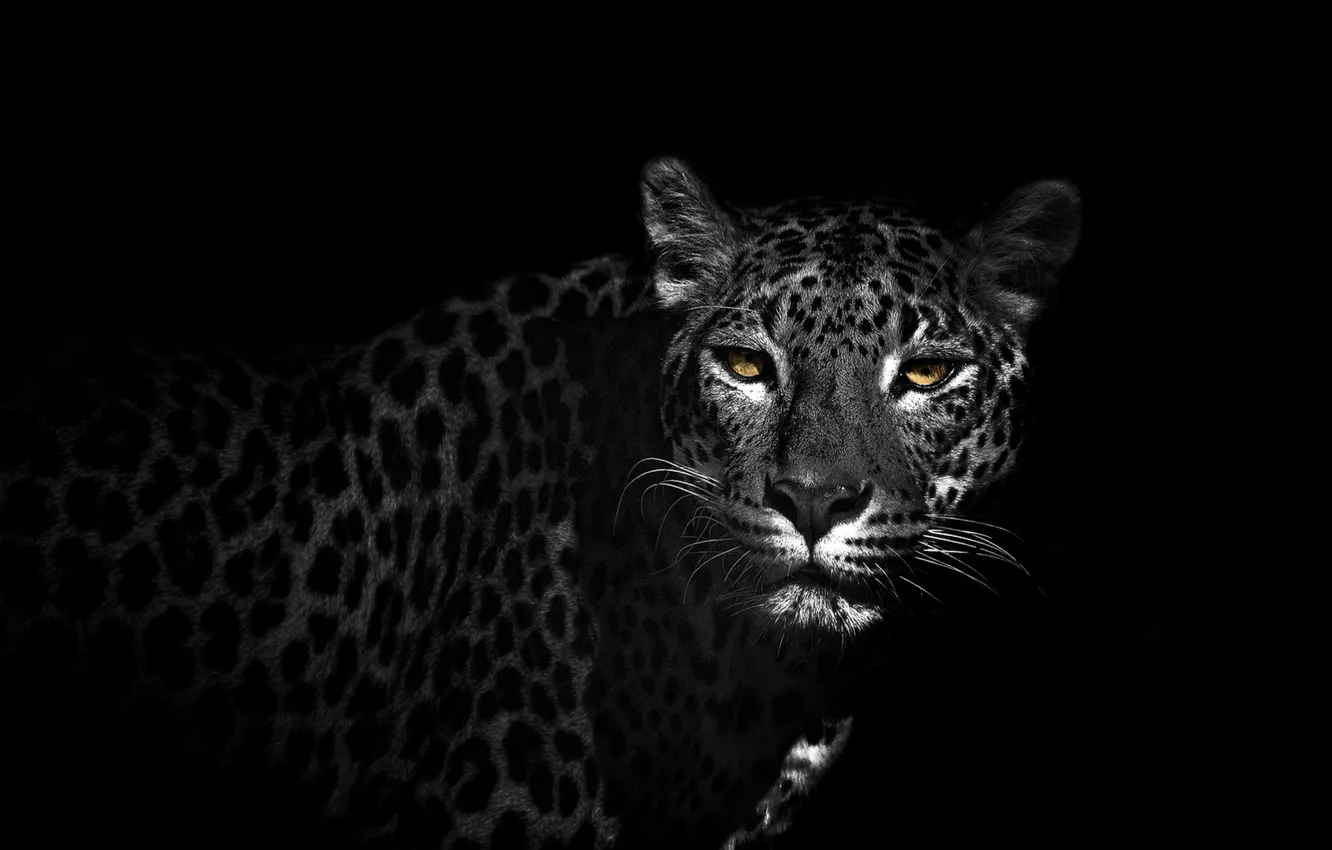 Фото обои фон, цвет, Leopard on black