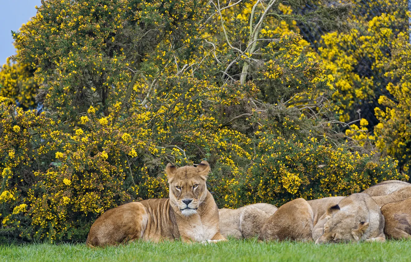 Фото обои кошки, львы, львица, кусты, ©Tambako The Jaguar