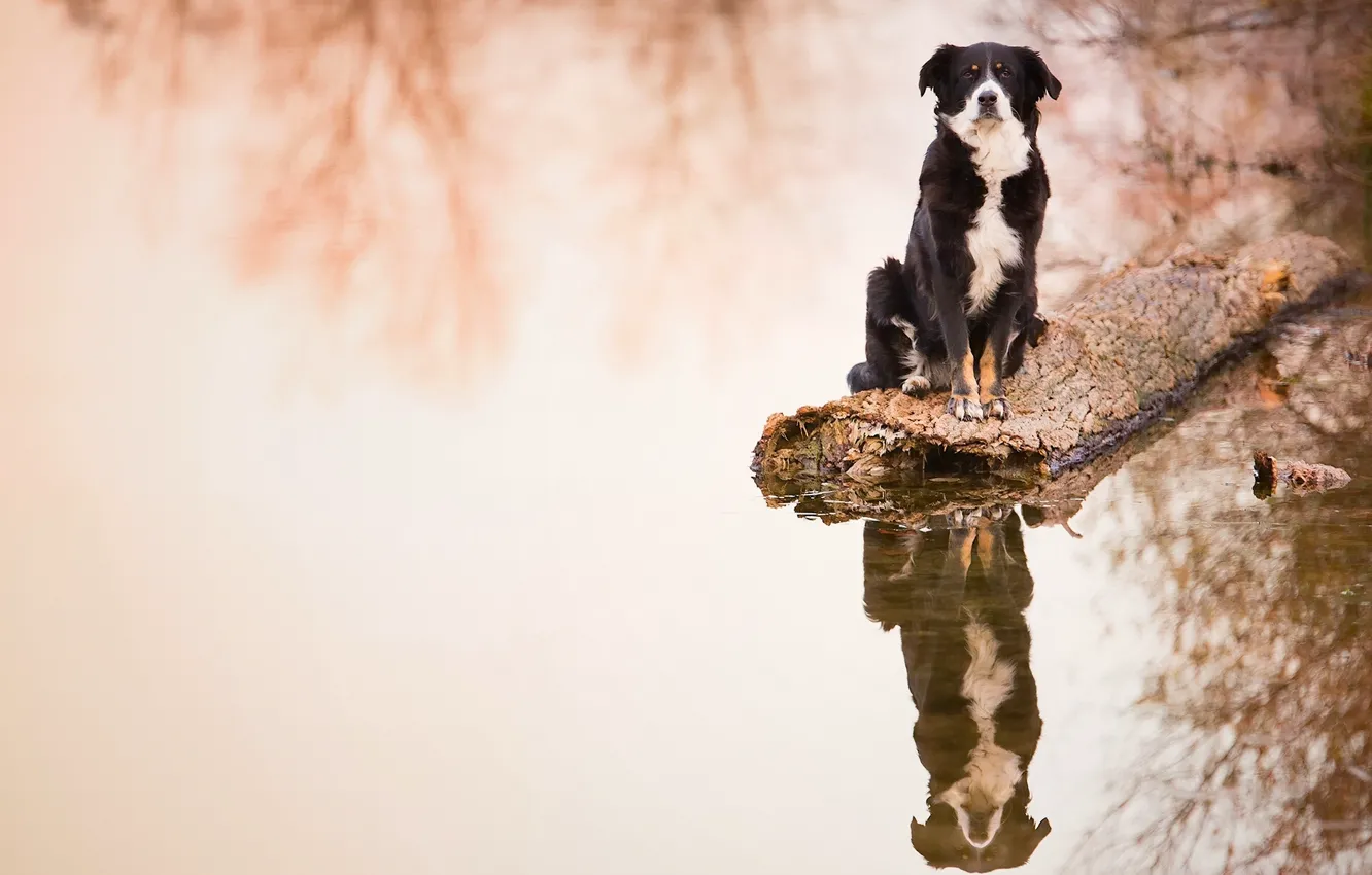 Фото обои вода, отражение, собака, бревно, Бордер-колли