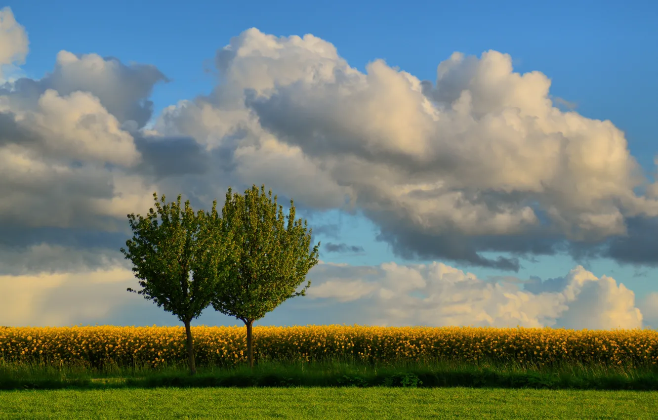 Фото обои поле, деревья, Дания, рапс, Denmark