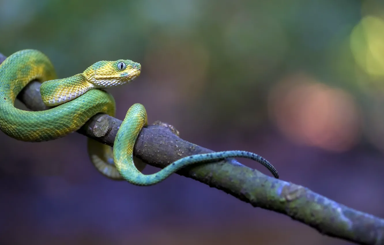 Фото обои змея, Green Bush Viper, Atheris chlorechis
