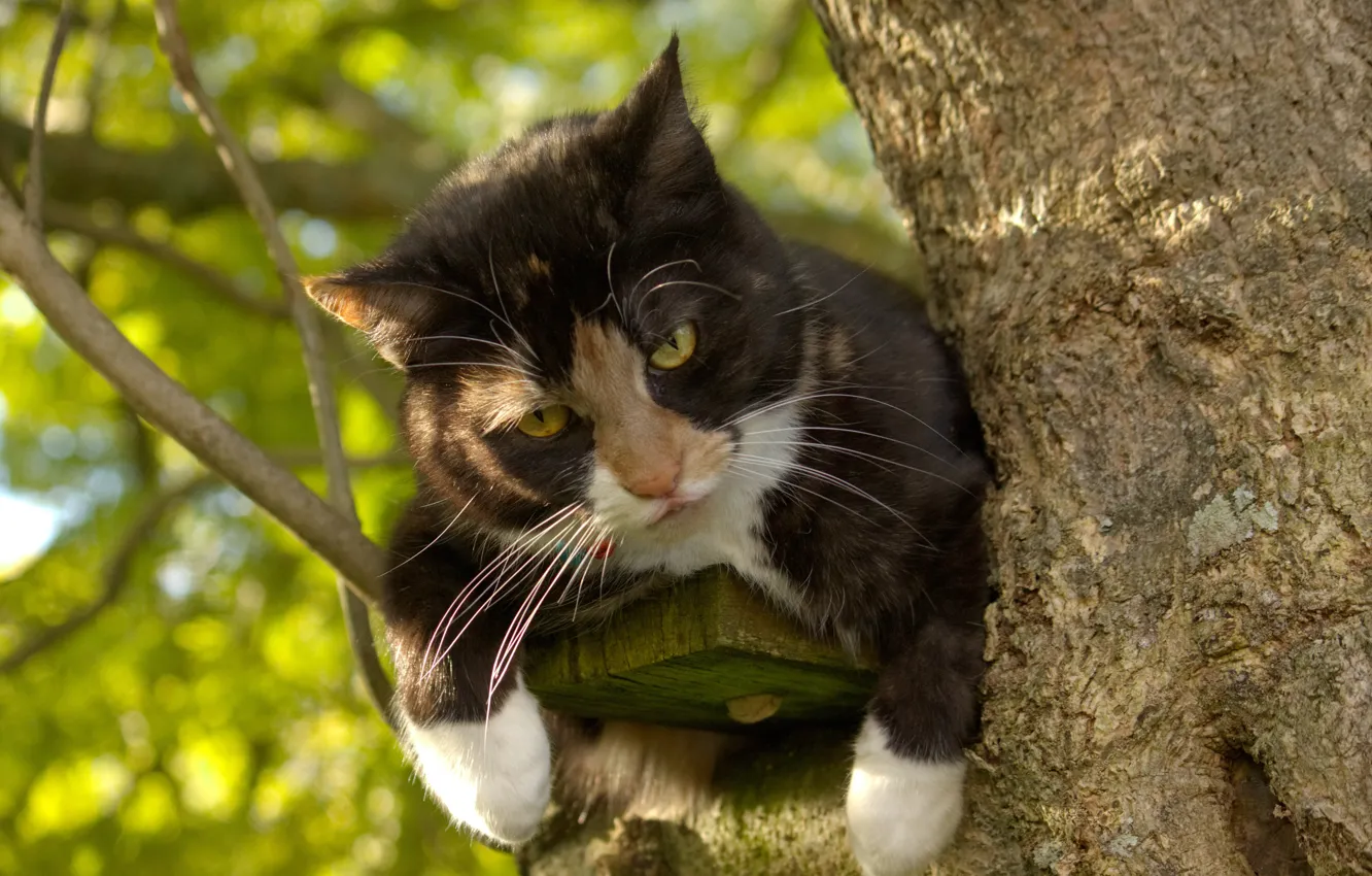 Фото обои кот, взгляд, на дереве, котофей
