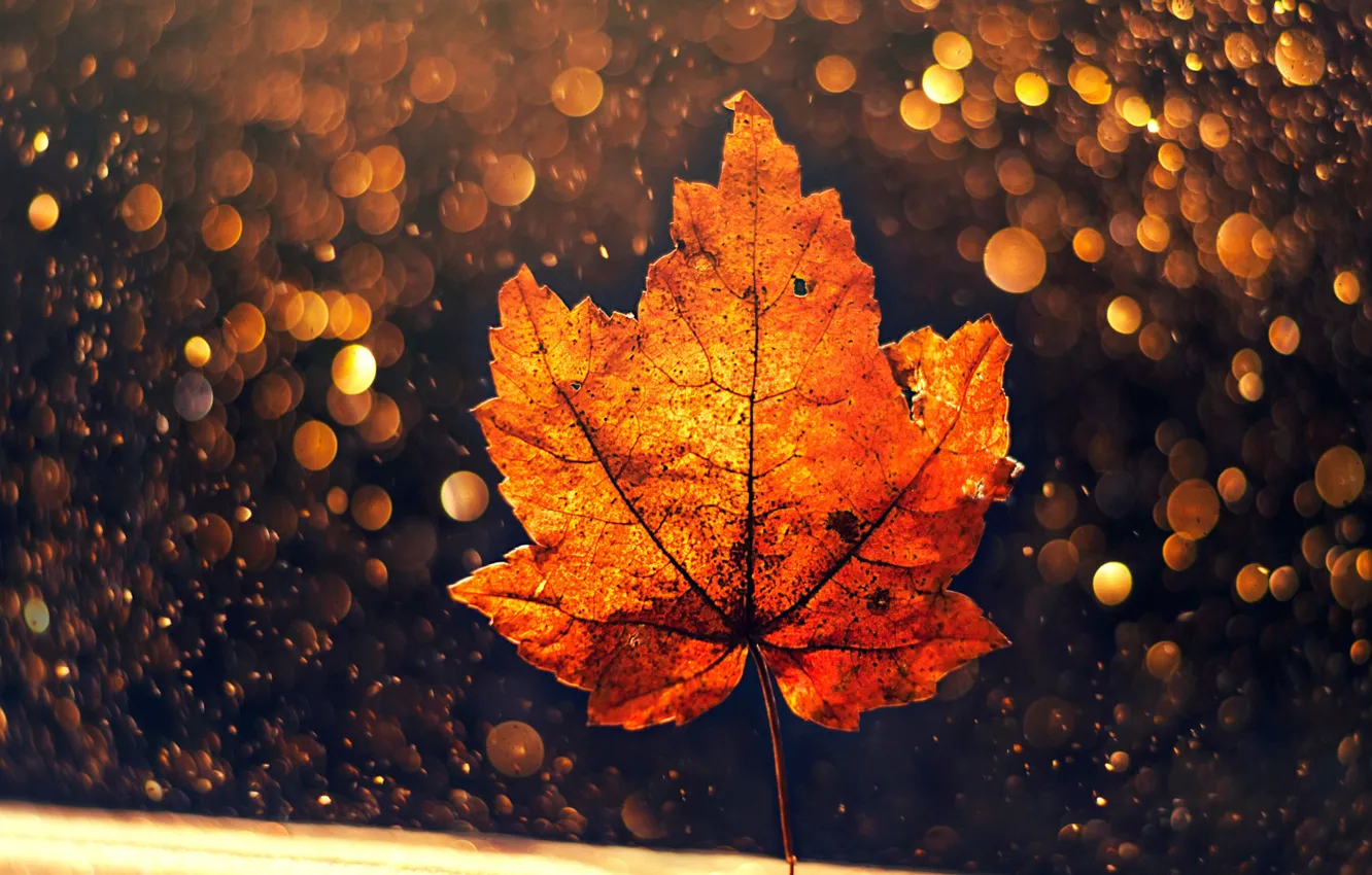 Фото обои осень, макро, лист, боке