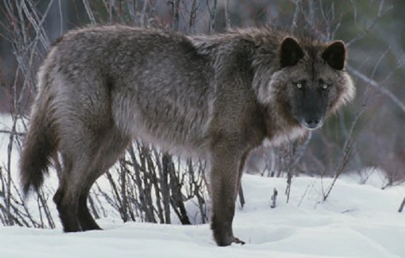 Фото обои nature, snow, predator, face, animal, wolf, wildlife, portrait