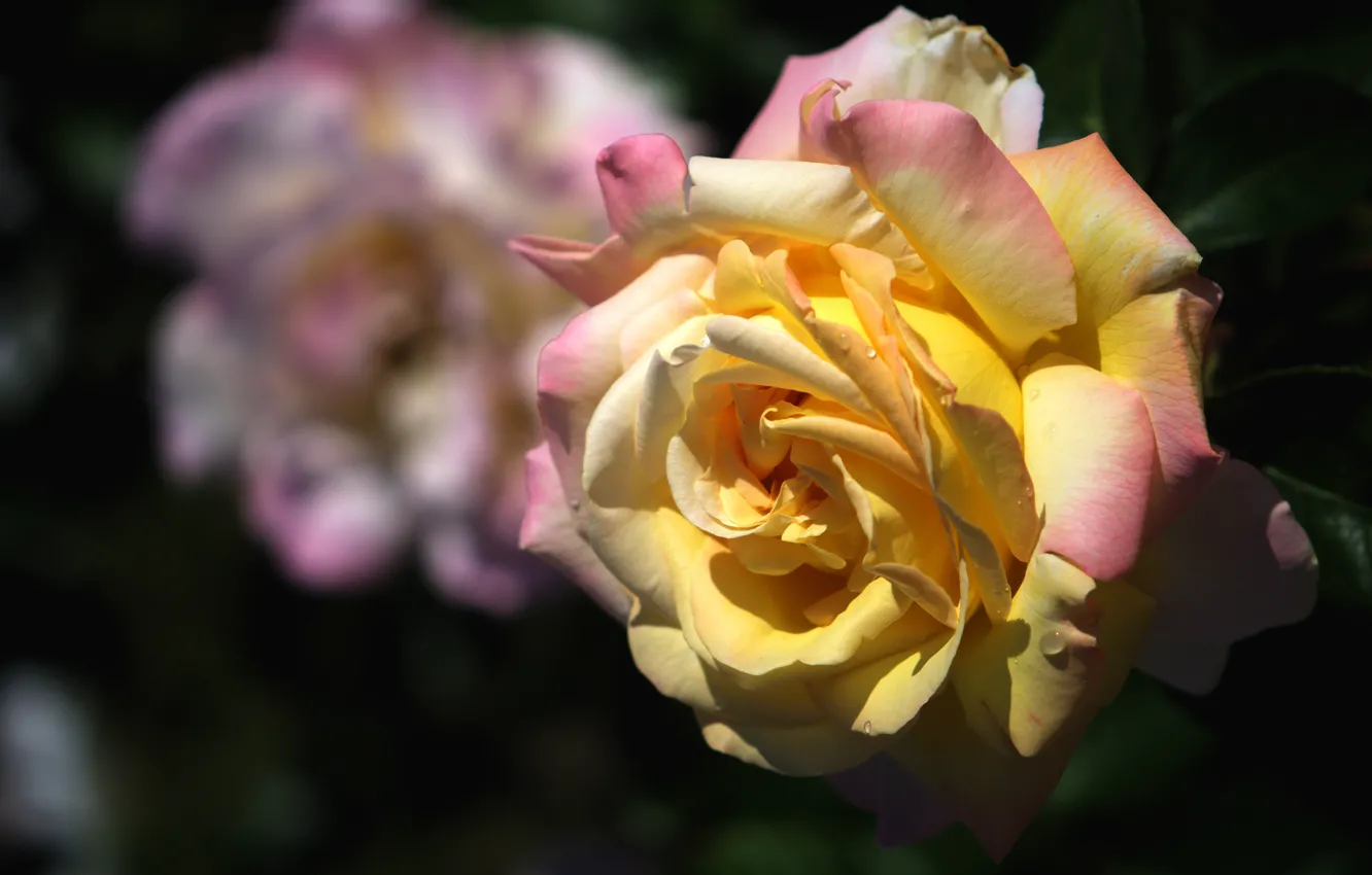 Фото обои капли, свет, цветы, темный фон, роза, розы, оранжевая, сад
