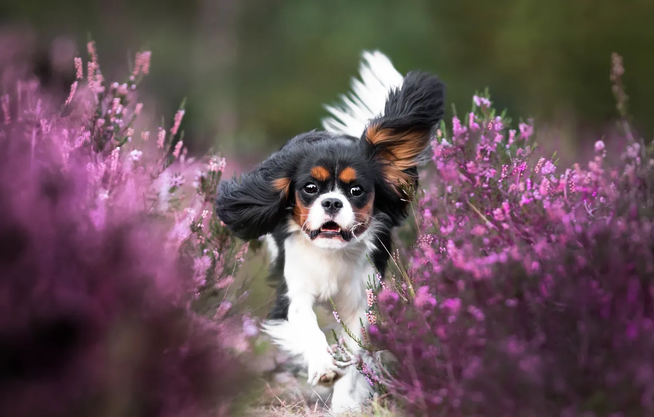 Фото обои цветы, собака, бег, щенок, кавалер-кинг-чарльз-спаниель