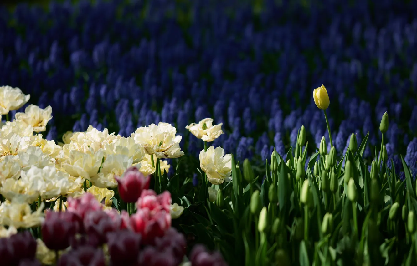 Фото обои темный фон, весна, тюльпаны, белые, клумба, много, разные, мускари