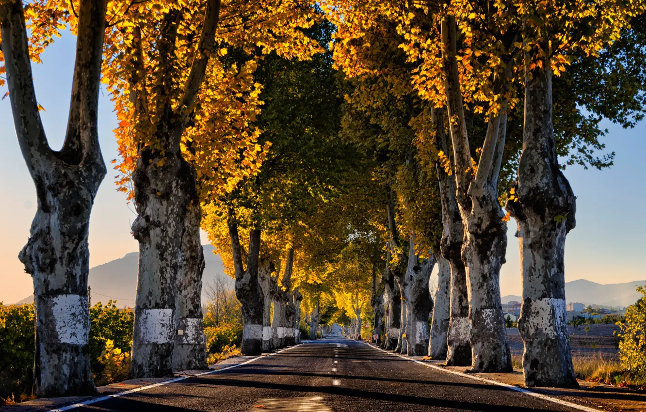 Фото обои дорога, деревья, утро