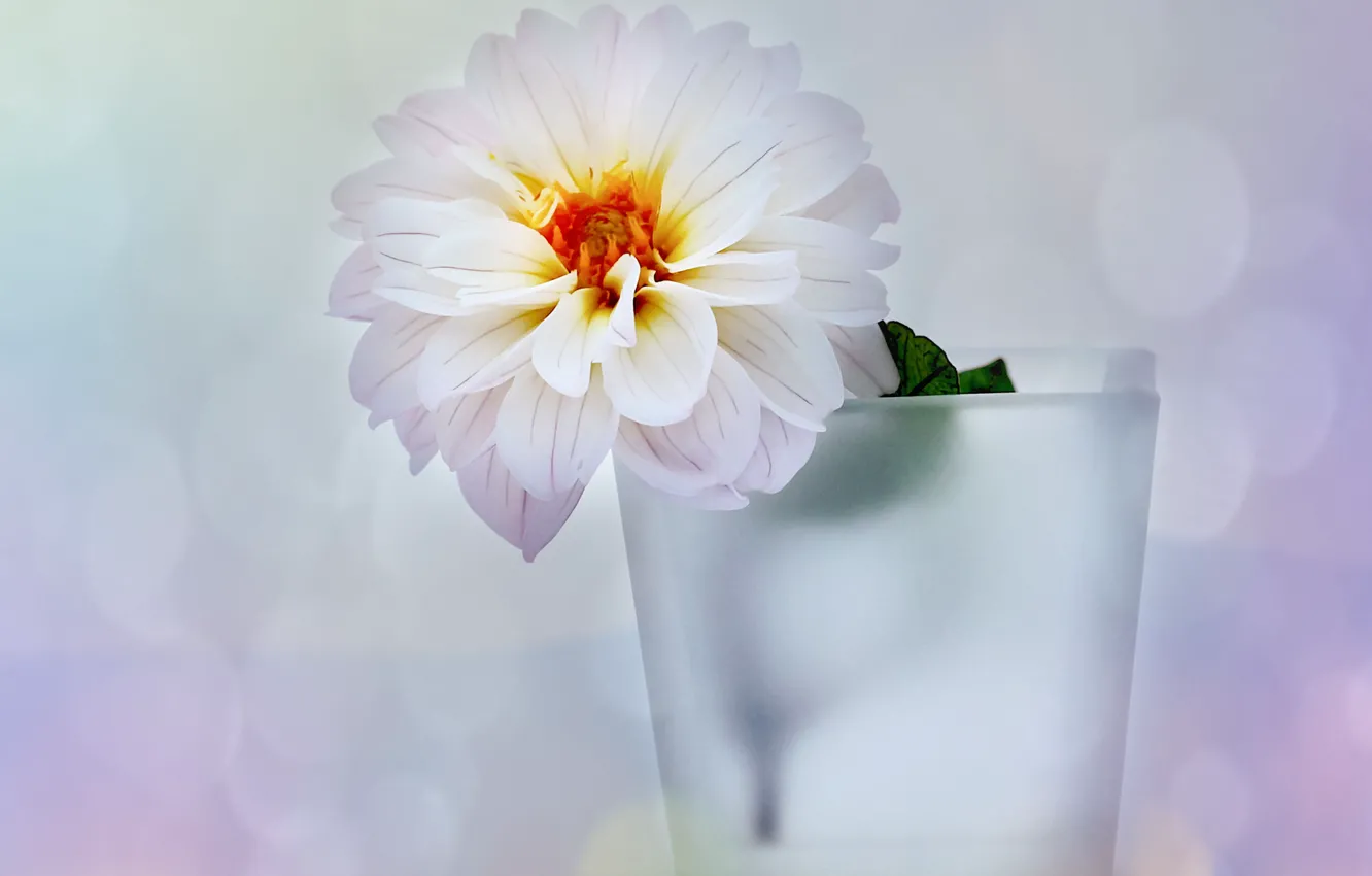 Фото обои белый, цветок, блики, фон, ваза, георгин