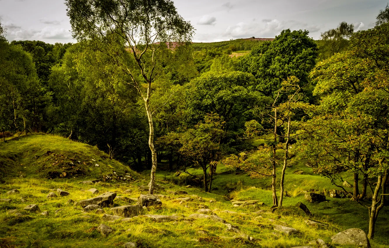 Фото обои зелень, лето, трава, деревья, камни, Великобритания, Peak District National Park, Longshaw Estate