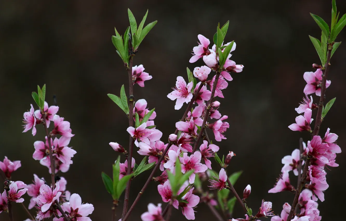 Фото обои весна, сакура, цветение, Adina Voicu