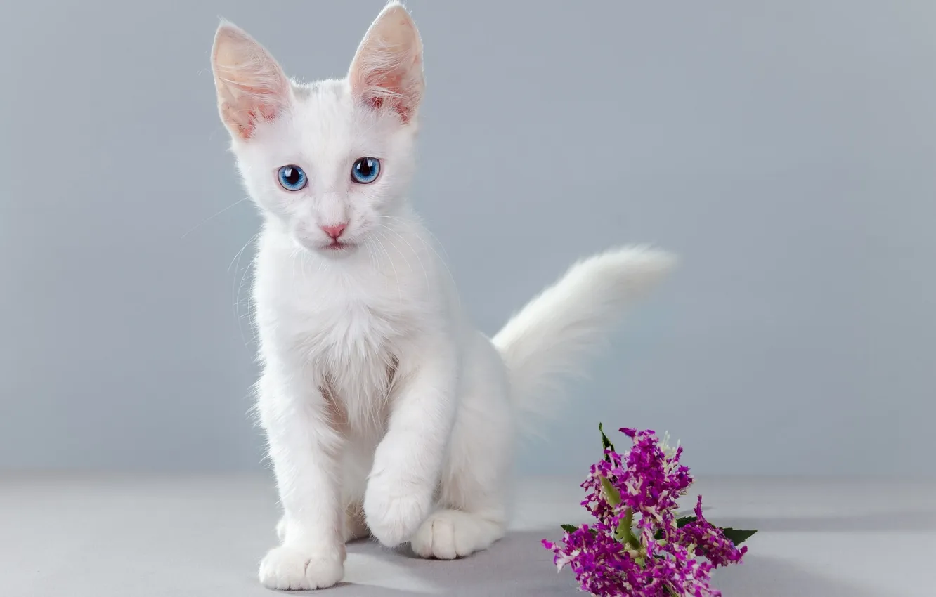 Фото обои цветок, котенок, голубоглазый малыш