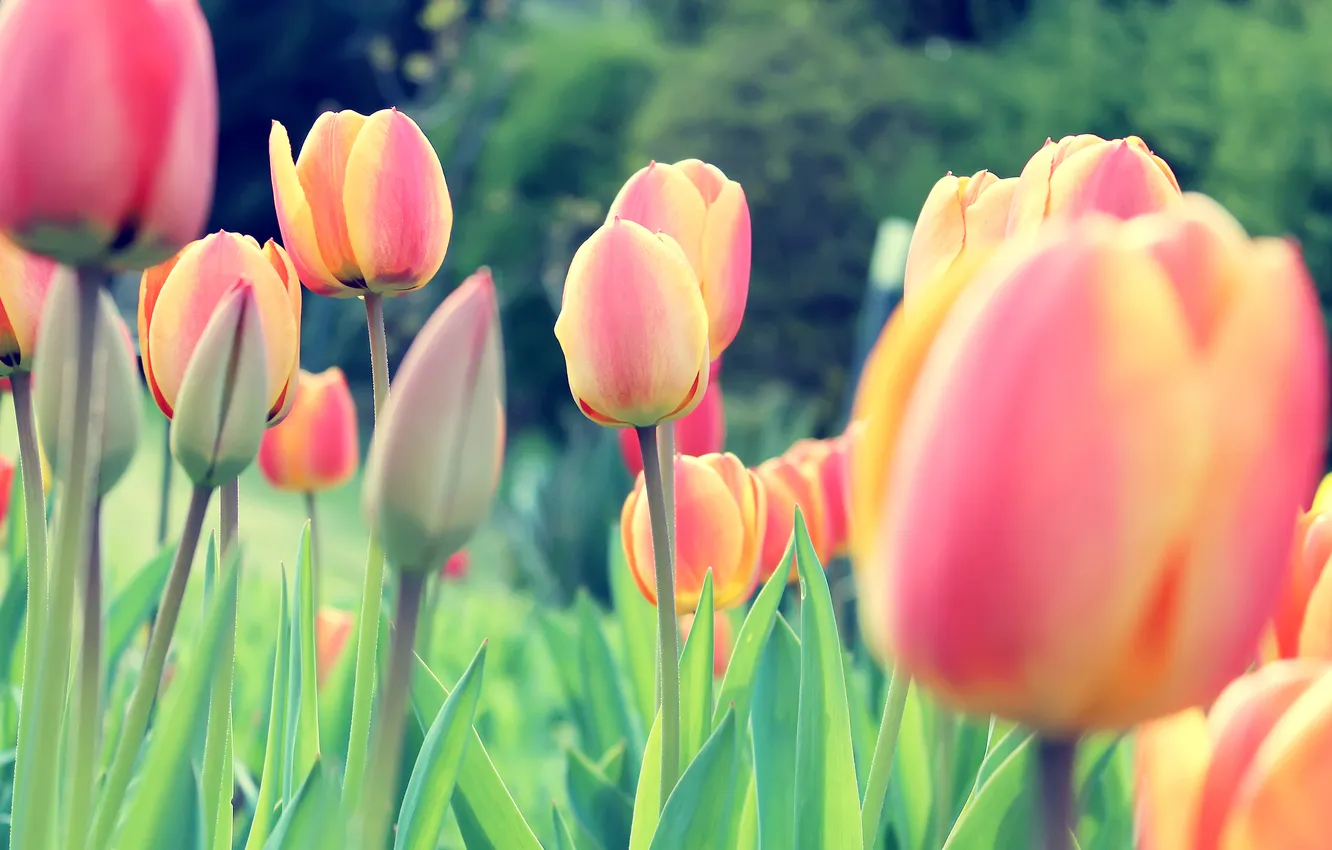 Фото обои colors, Red, flowers, Tulips