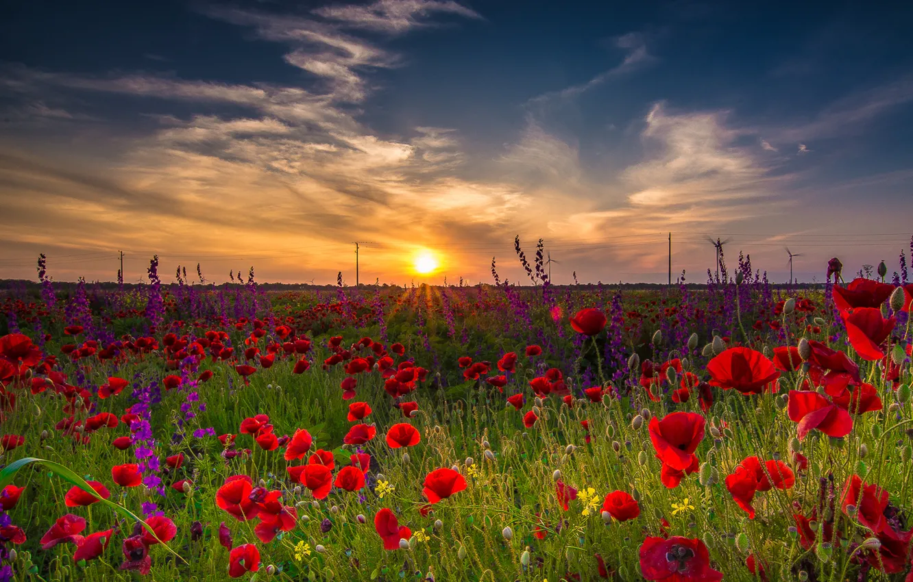 Фото обои поле, небо, трава, солнце, облака, пейзаж, цветы, природа