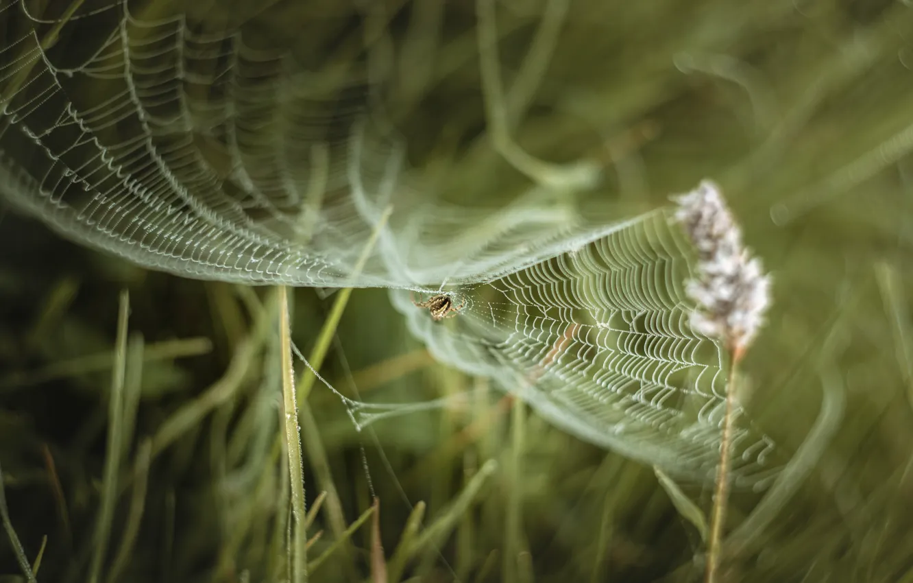 Фото обои лето, трава, паутина, паук