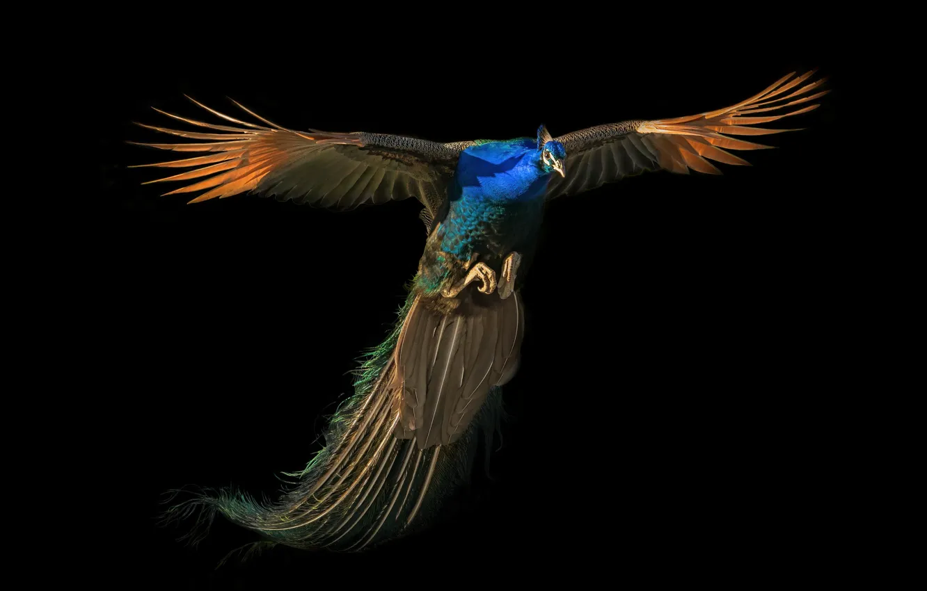 Фото обои полет, павлин, flight, peacock, Nancy Xu