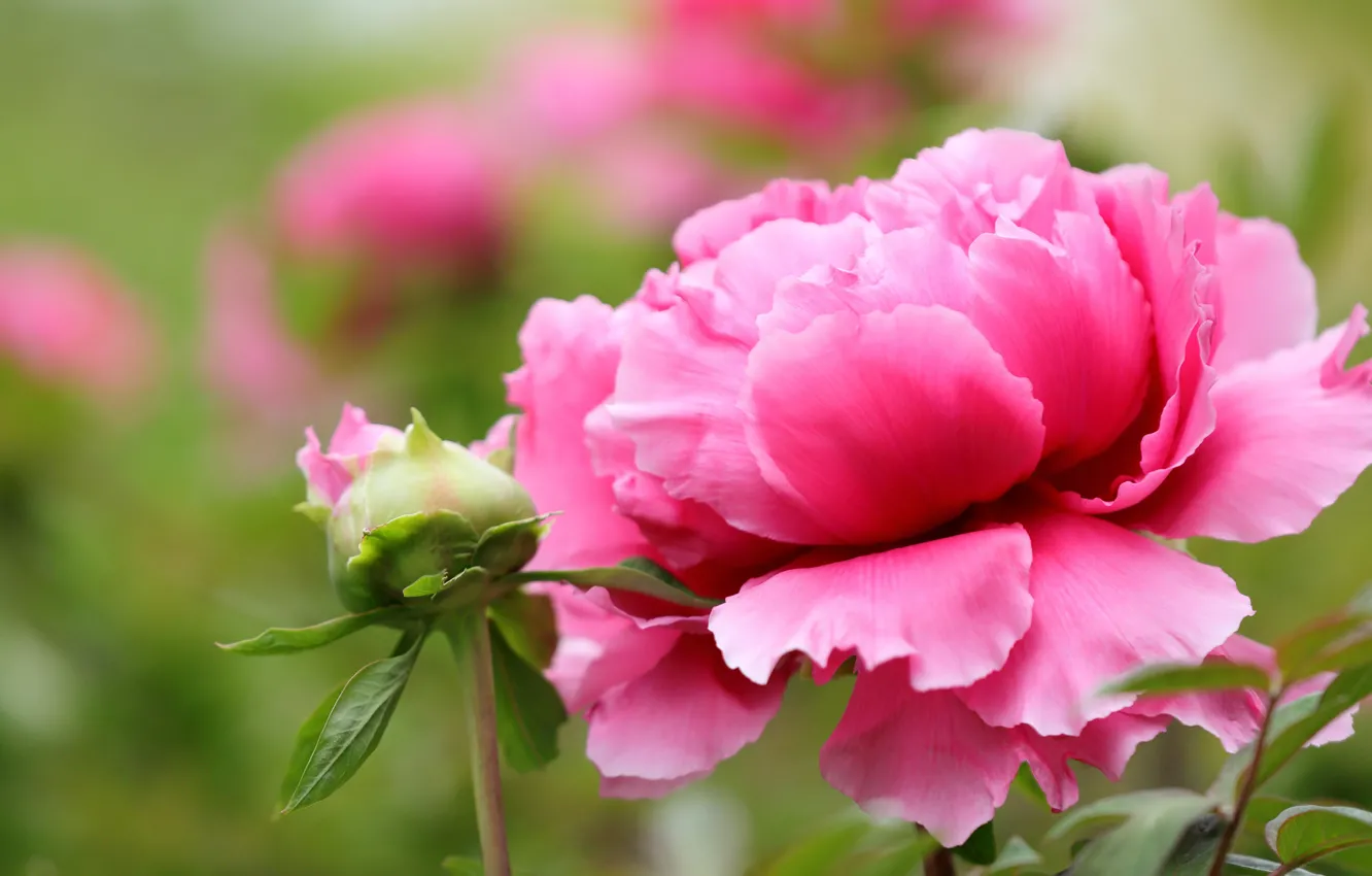 Фото обои цветок, листья, цветы, фон, розовый, пион