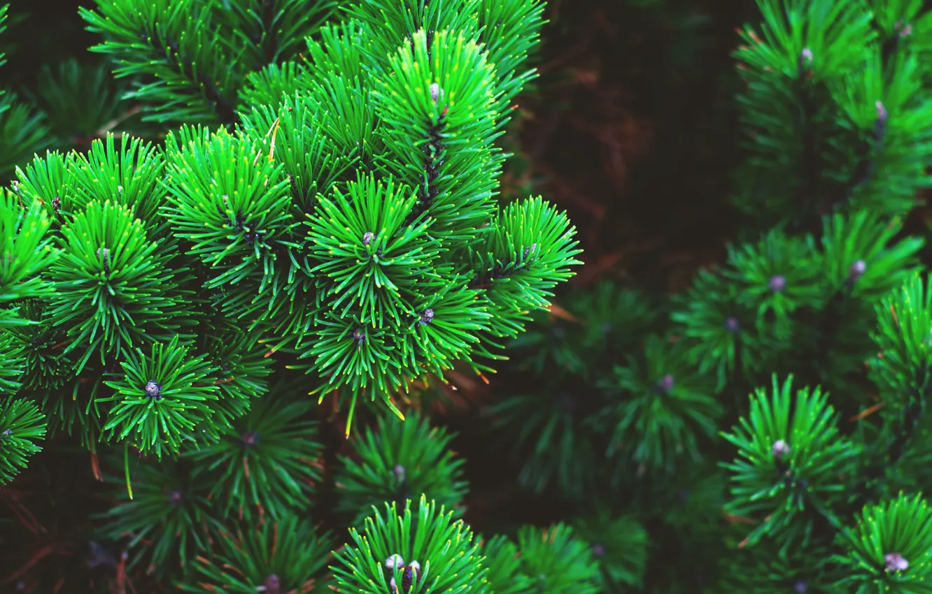 Фото обои иголки, ветки, природа, фон, обои, wallpaper, картинка, nature