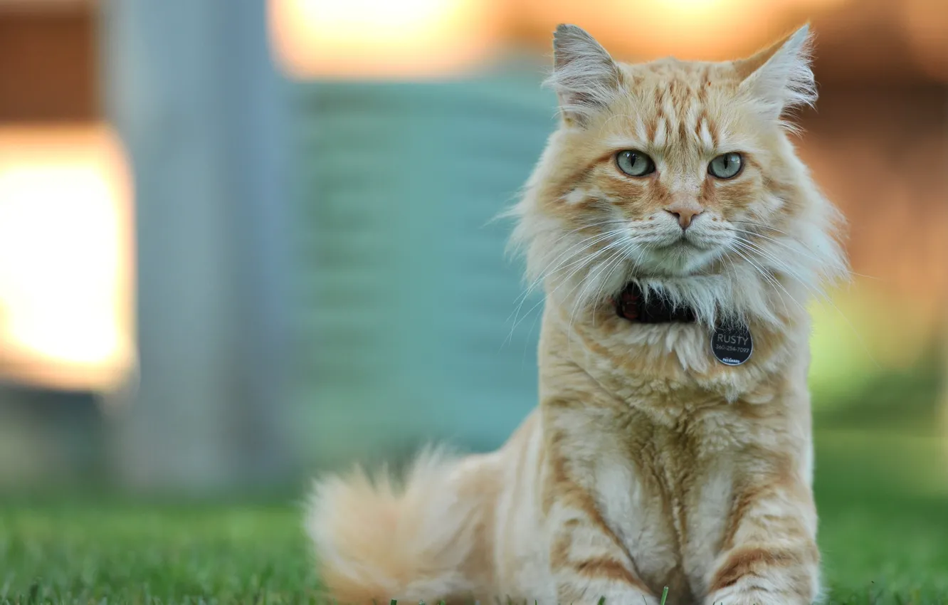 Фото обои взгляд, позирование, рыжий кот