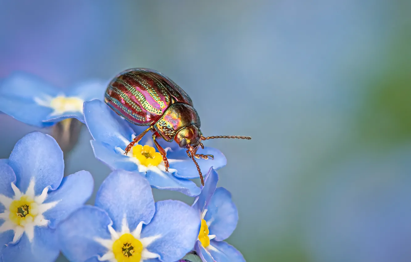 Фото обои макро, цветы, жук, голубые, голубой фон, незабудки, блестящий