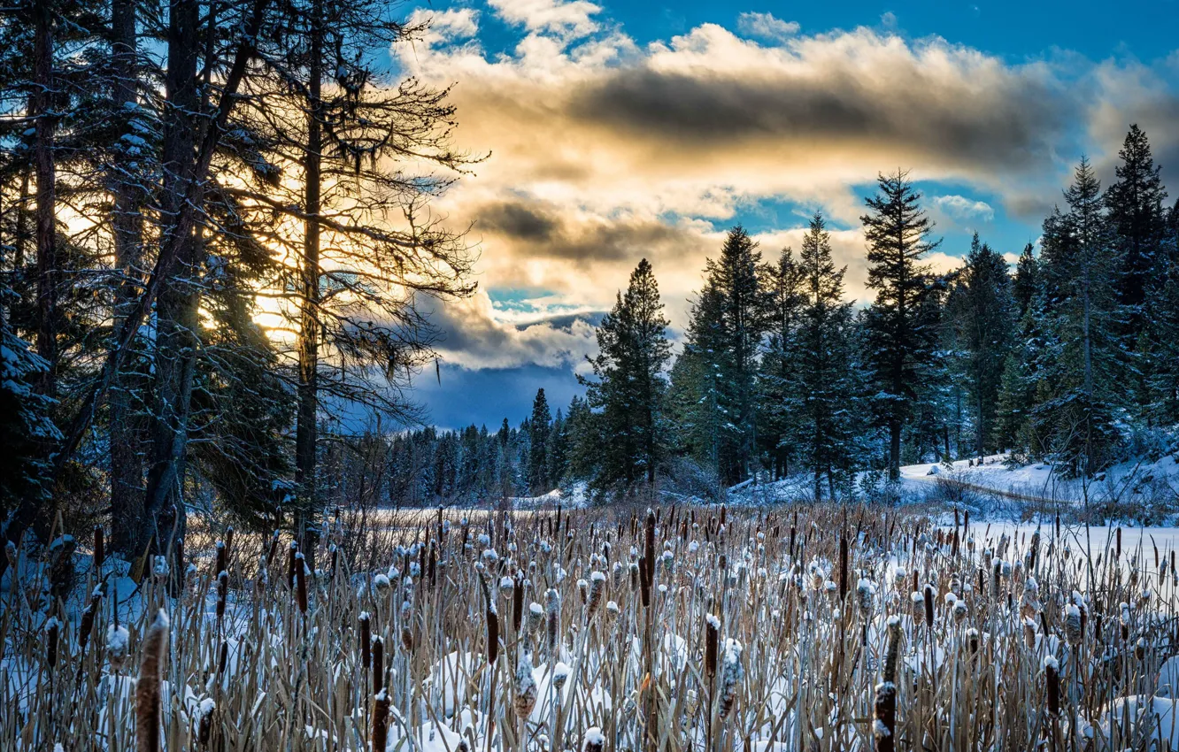 Фото обои зима, лес, природа, утро, камыш