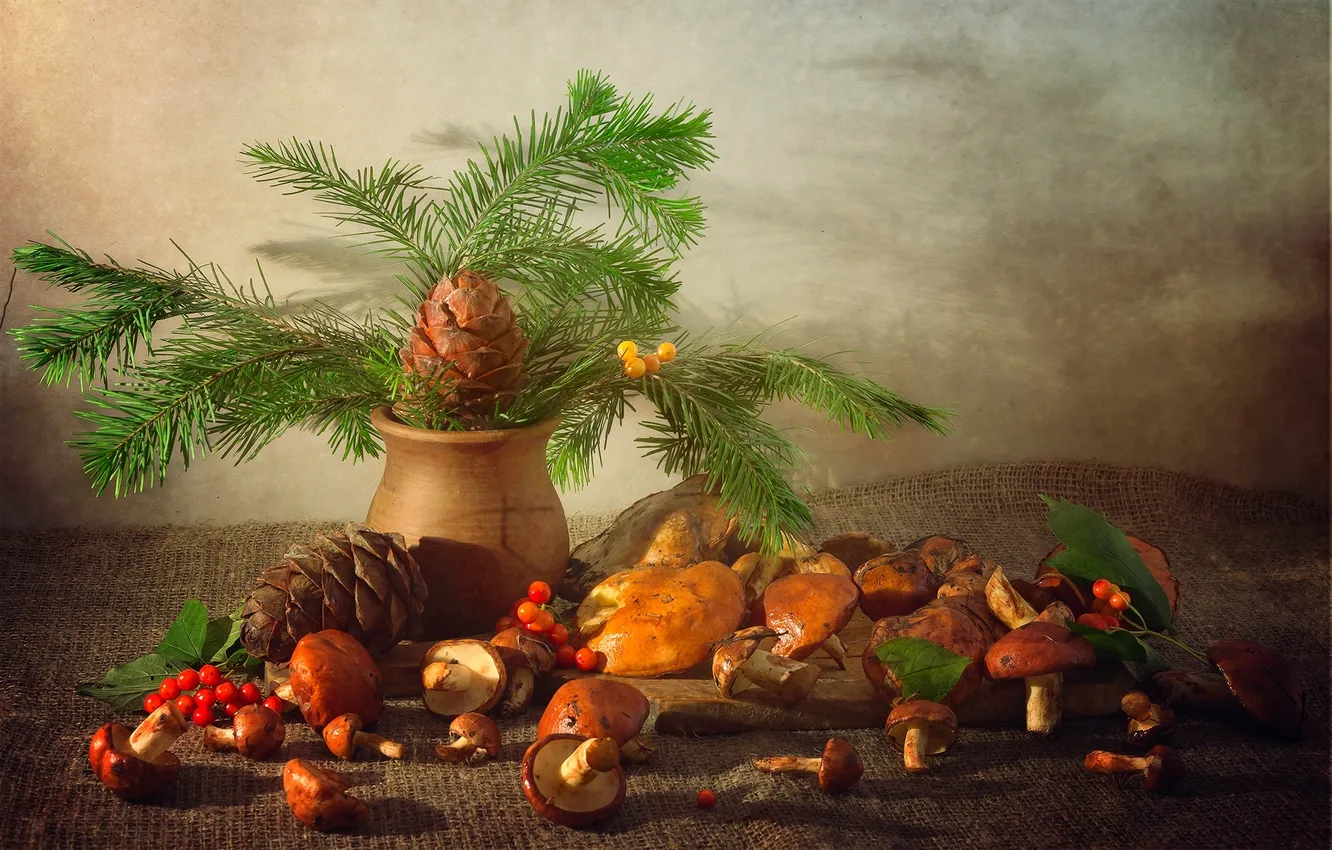 Фото обои грибы, ель, натюрморт, шишка, лесной, маслята