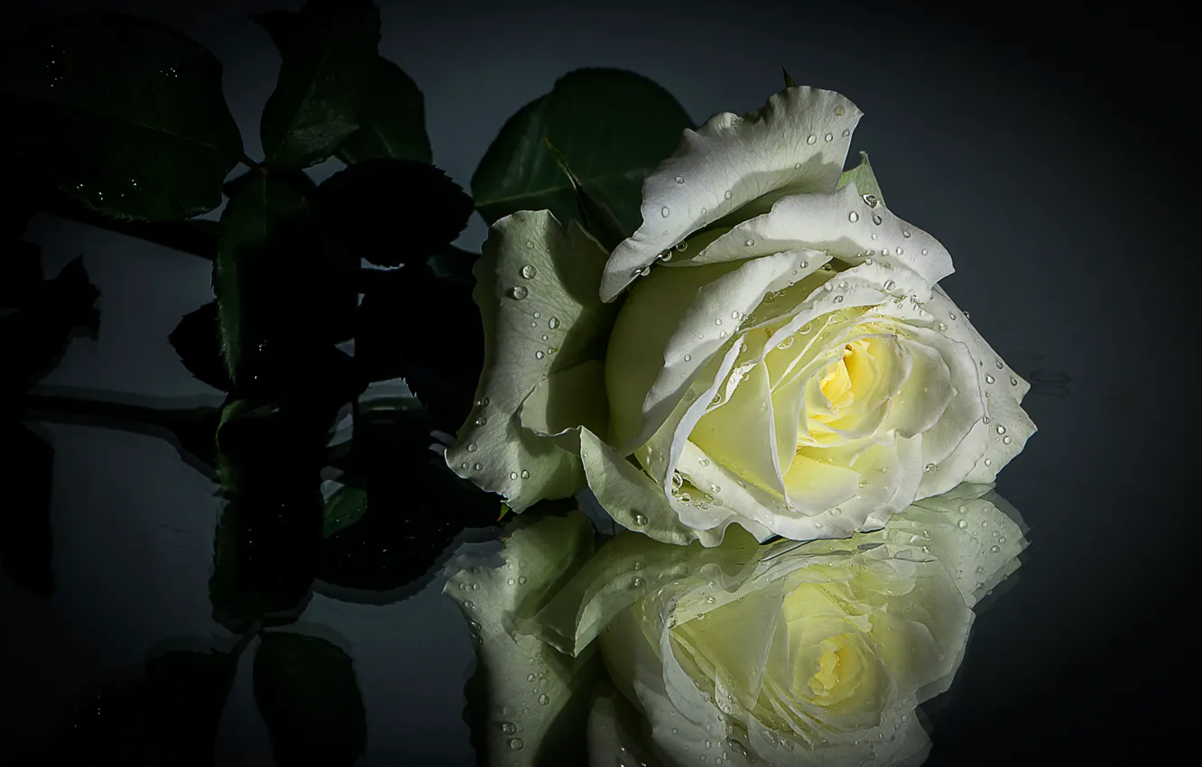 Фото обои капли, отражение, роза, Белая