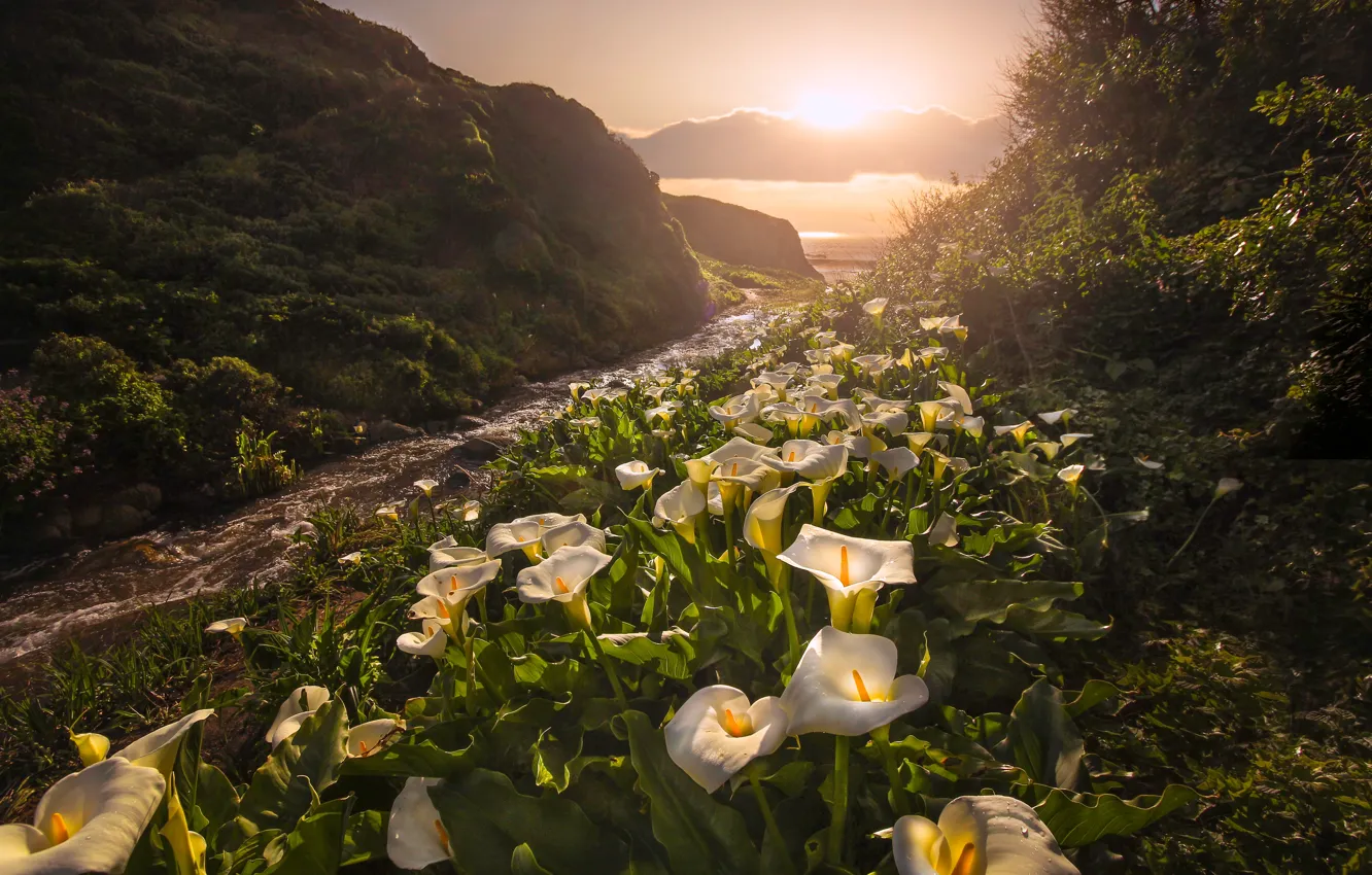Фото обои закат, цветы, Калифорния, California, каллы, Big Sur, Биг-Сур, Garrapata State Park