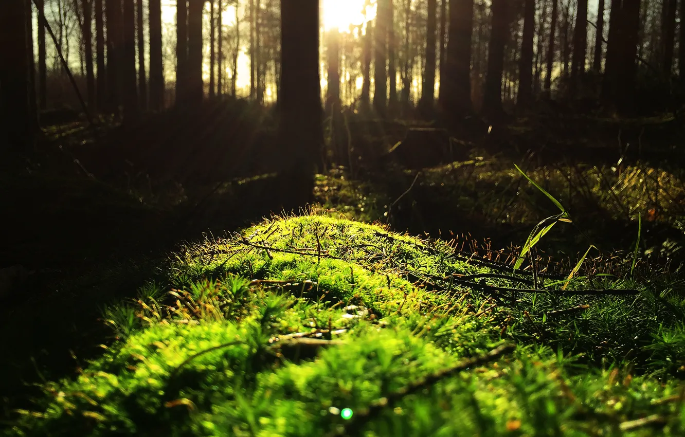 Фото обои лес, солнце, ветки, стволы, мох, чаща, опушка