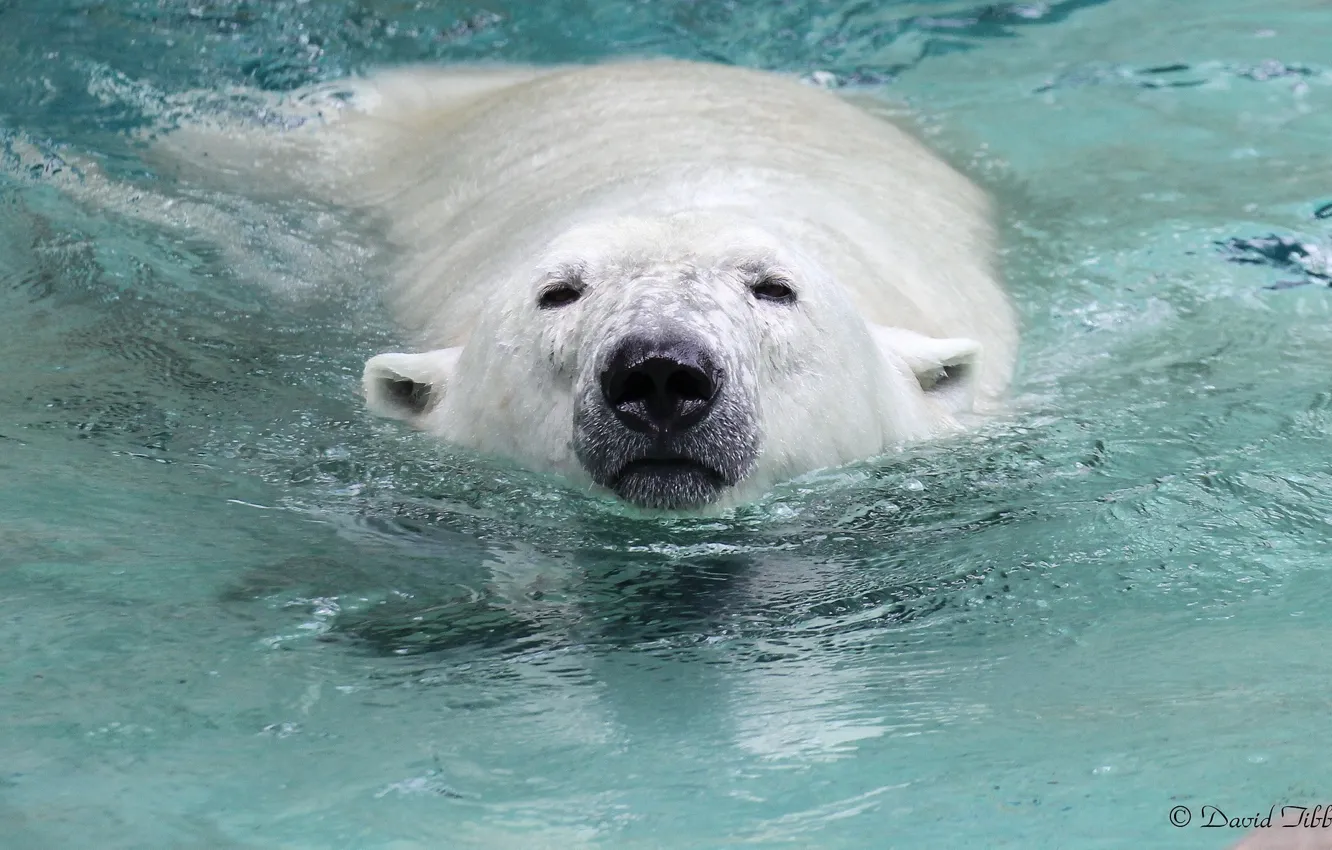 Фото обои белый, морда, вода, заплыв, хищник, нос, медведь, купание