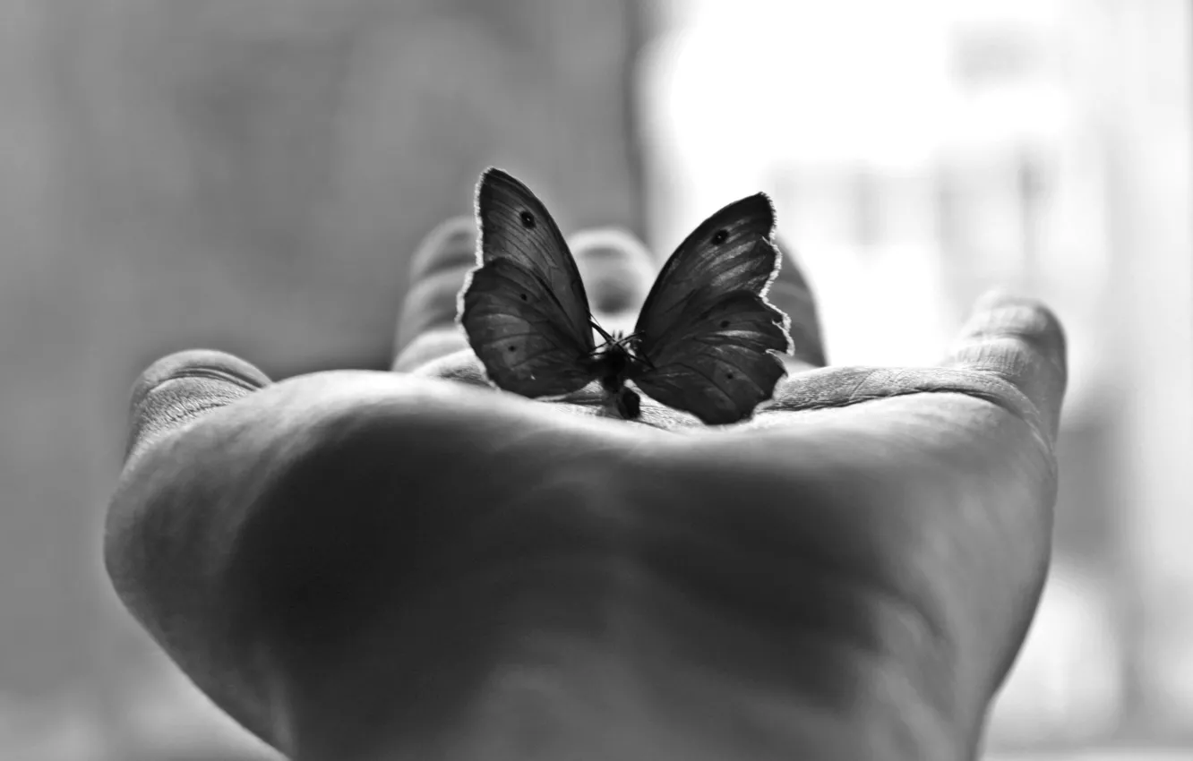 Фото обои Минимализм, Бабочка, Ладонь, Чёрно-Белая Фотография