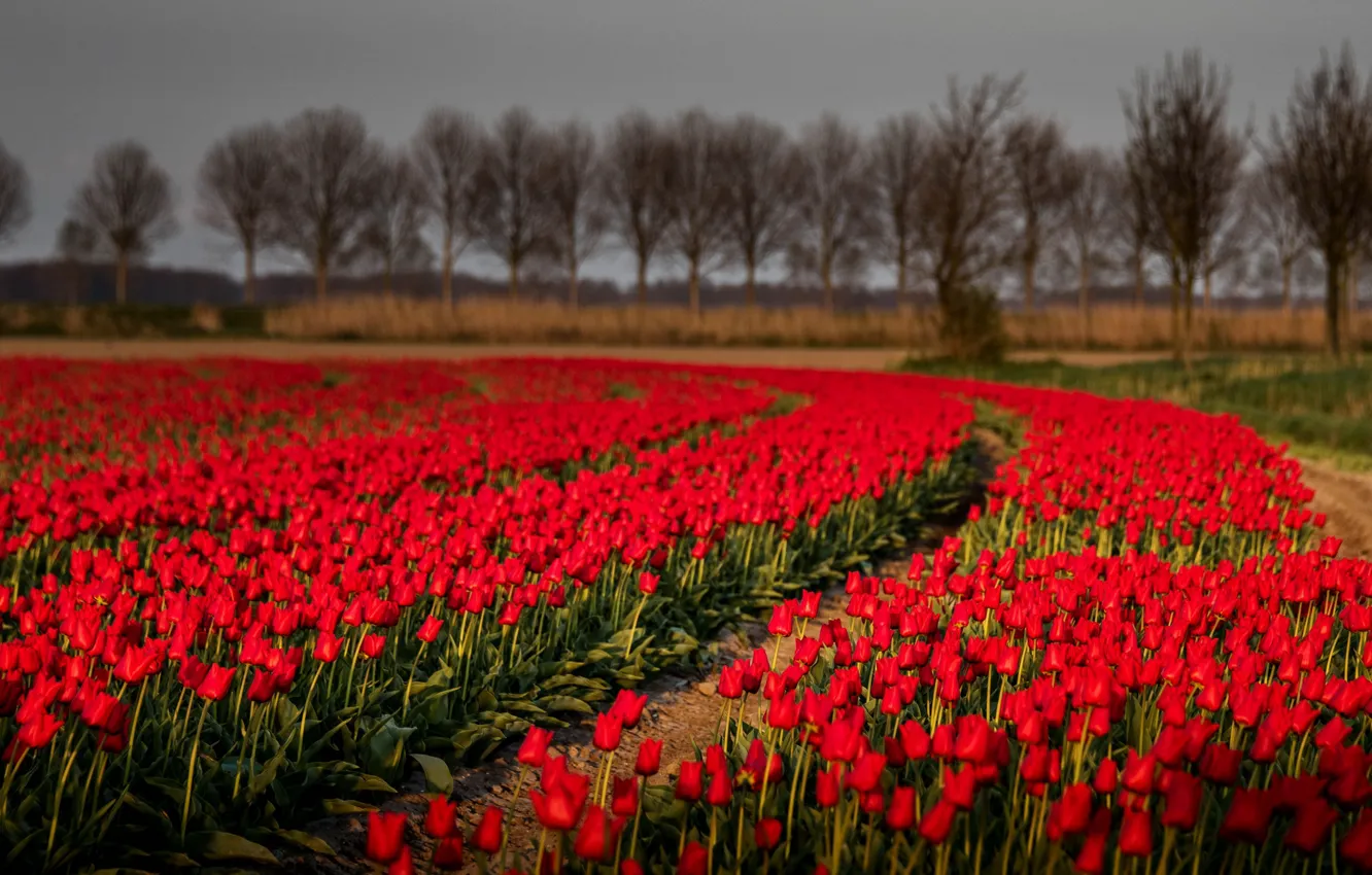 Фото обои поле, природа, тюльпаны
