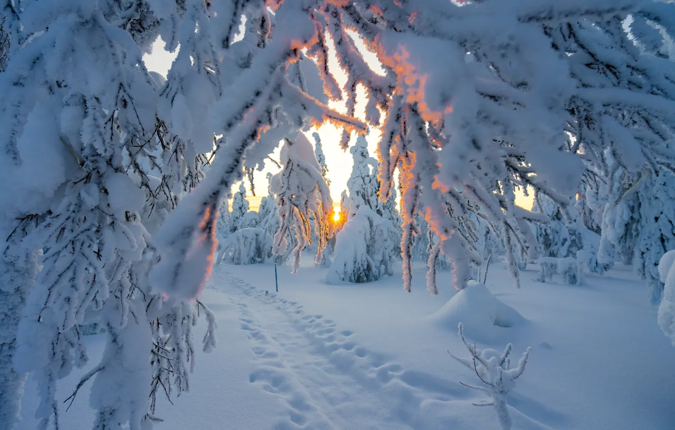 Фото обои зима, солнце, лучи, снег, деревья, пейзаж, ветки, следы