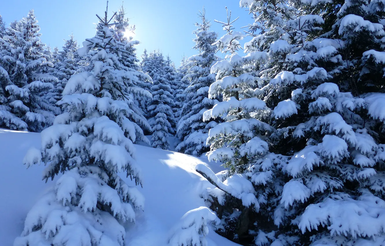 Фото обои зима, снег, деревья, природа, ели