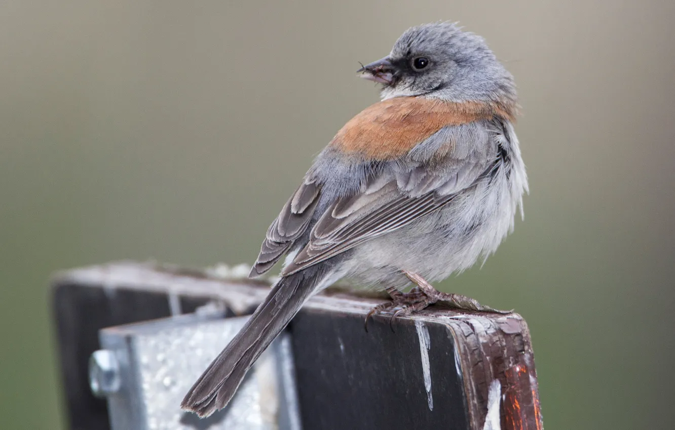 Фото обои природа, птица, хвост, Серый юнко