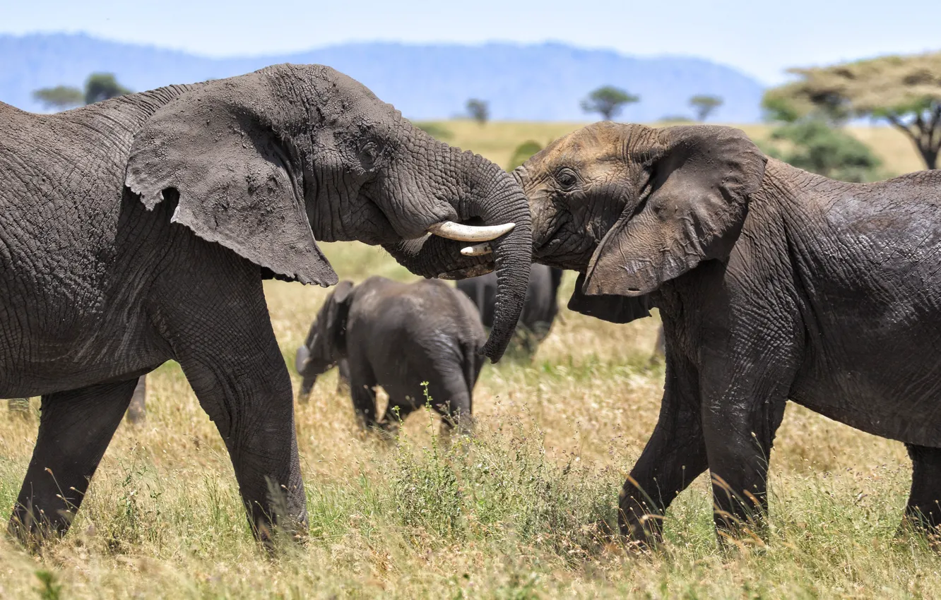 Фото обои трава, поза, игра, слон, дружба, пара, саванна, Африка