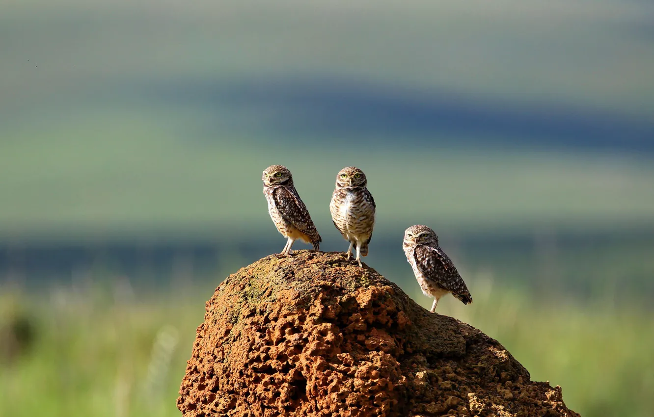 Фото обои сова, птица, Бразилия, кроличий сыч, термитник, Серра-да-Канастра